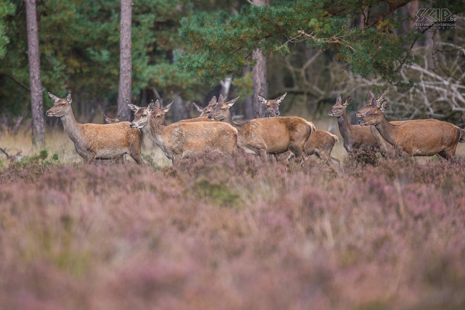 Hertenbronst in Hoge Veluwe - Hindes Elk jaar begint de bronsttijd van de edelherten (Red deer, Cervus elaphus)eind september. Wij gingen een dag naar het prachtige Nationaal Park Hoge Veluwe in Nederland. In het park leven bijna 200 edelherten. Tijdens de bronsttijd gaan de mannetjes op zoek naar vrouwtjes. De vrouwtjes leven ook in kuddes en worden hindes genoemd. Mannelijke edelherten hebben op dat moment een imposant gewei en ze krijgen manen in hun nek. Ze gaan dan burlen en houden gevechten met andere mannetjes om de hindes te imponeren. We hadden er een leuke avond ondanks de drukte en de honderden andere natuurfotografen die ook het park bezochten.<br />
 Stefan Cruysberghs